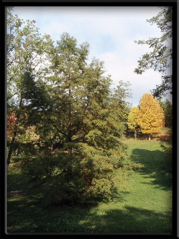 Piante e foglie ... carellata di colori autunnali